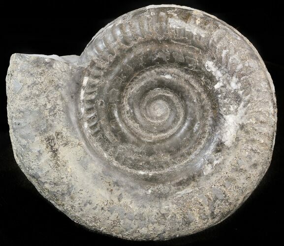 Hildoceras bifrons Ammonite - England #42671